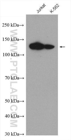 POLD1 Rabbit anti-Human, Mouse, Rat, Polyclonal, Proteintech 150 &mu;L;