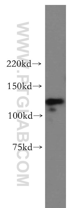 POLD1 Rabbit anti-Human, Mouse, Rat, Polyclonal, Proteintech 150 &mu;L;