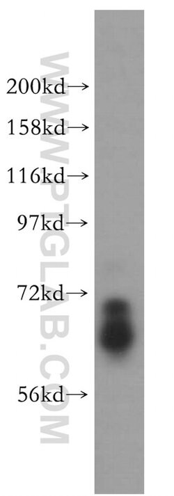 ARHGAP9 Rabbit anti-Human, Polyclonal, Proteintech 150 &mu;L; Unconjugated:Antibodies,
