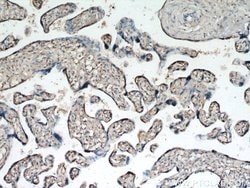HEXIM1 Rabbit anti-Human, Mouse, Rat, Polyclonal, Proteintech 150 &mu;L;