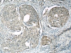 HEXIM1 Rabbit anti-Human, Mouse, Rat, Polyclonal, Proteintech 150 &mu;L;