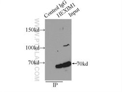 HEXIM1 Rabbit anti-Human, Mouse, Rat, Polyclonal, Proteintech 150 &mu;L;