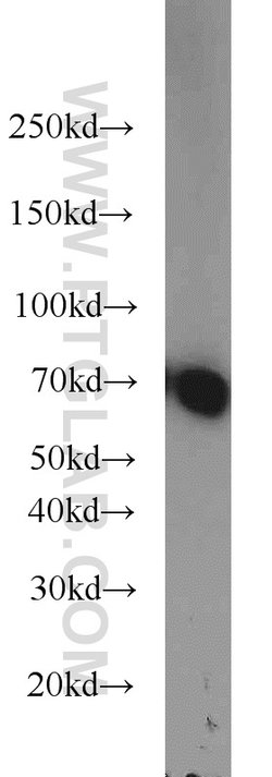 HEXIM1 Rabbit anti-Human, Mouse, Rat, Polyclonal, Proteintech 150 &mu;L;