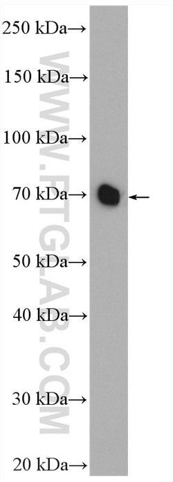 HEXIM1 Rabbit anti-Human, Mouse, Rat, Polyclonal, Proteintech 150 &mu;L;