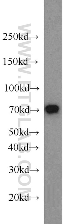 HEXIM1 Rabbit anti-Human, Mouse, Rat, Polyclonal, Proteintech 150 &mu;L;