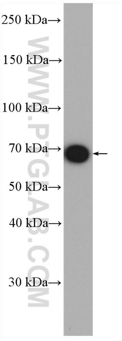HEXIM1 Rabbit anti-Human, Mouse, Rat, Polyclonal, Proteintech 150 &mu;L;