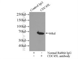 CDC45L Rabbit anti-Human, Mouse, Rat, Polyclonal, Proteintech 150 &mu;L;