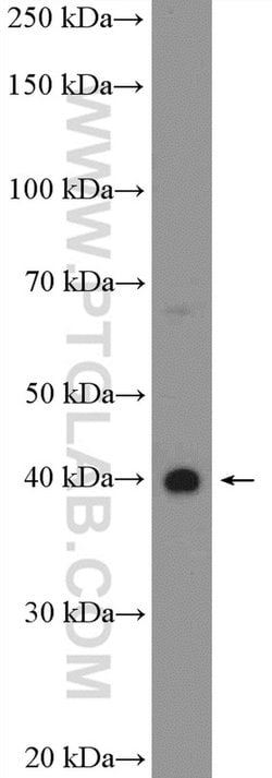 HEYL Rabbit anti-Human, Mouse, Rat, Polyclonal, Proteintech 20 &mu;L; Unconjugated:Antibodies,