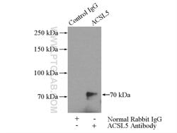 ACSL5 Rabbit anti-Human, Mouse, Rat, Polyclonal, Proteintech 150 &mu;L;