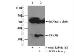 UPK3B Rabbit anti-Human, Mouse, Polyclonal, Proteintech:Antibodies:Primary
