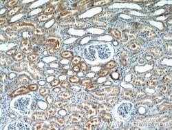 NARS2 Rabbit anti-Human, Mouse, Rat, Polyclonal, Proteintech:Antibodies:Primary