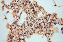 NARS2 Rabbit anti-Human, Mouse, Rat, Polyclonal, Proteintech:Antibodies:Primary