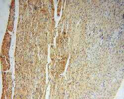 NARS2 Rabbit anti-Human, Mouse, Rat, Polyclonal, Proteintech:Antibodies:Primary