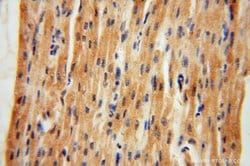 NARS2 Rabbit anti-Human, Mouse, Rat, Polyclonal, Proteintech:Antibodies:Primary