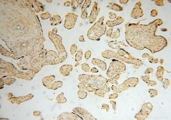 NARS2 Rabbit anti-Human, Mouse, Rat, Polyclonal, Proteintech:Antibodies:Primary