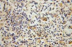 NARS2 Rabbit anti-Human, Mouse, Rat, Polyclonal, Proteintech:Antibodies:Primary