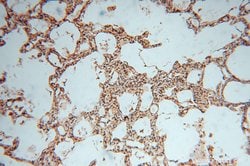 NARS2 Rabbit anti-Human, Mouse, Rat, Polyclonal, Proteintech:Antibodies:Primary