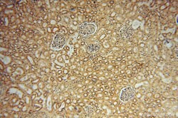 NARS2 Rabbit anti-Human, Mouse, Rat, Polyclonal, Proteintech:Antibodies:Primary