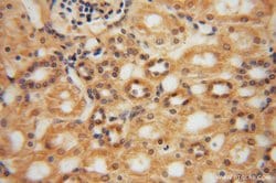 NARS2 Rabbit anti-Human, Mouse, Rat, Polyclonal, Proteintech:Antibodies:Primary