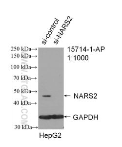 NARS2 Rabbit anti-Human, Mouse, Rat, Polyclonal, Proteintech:Antibodies:Primary