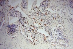 FMO2 Rabbit anti-Human, Mouse, Rat, Polyclonal, Proteintech:Antibodies:Primary