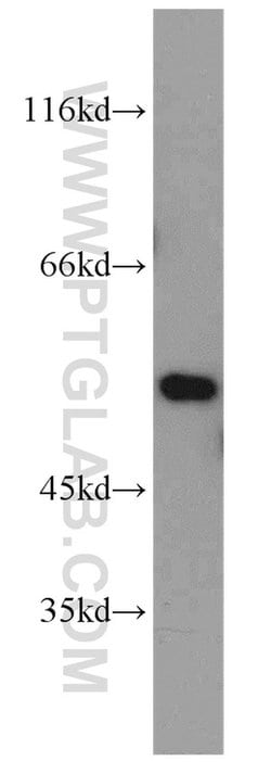 FMO2 Rabbit anti-Human, Mouse, Rat, Polyclonal, Proteintech:Antibodies:Primary