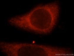 TRIM14 Rabbit anti-Human, Polyclonal, Proteintech 150 &mu;L; Unconjugated:Antibodies,