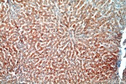 TRIM14 Rabbit anti-Human, Polyclonal, Proteintech 150 &mu;L; Unconjugated:Antibodies,