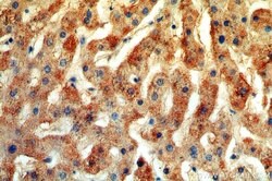 TRIM14 Rabbit anti-Human, Polyclonal, Proteintech 150 &mu;L; Unconjugated:Antibodies,