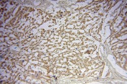 TRIM14 Rabbit anti-Human, Polyclonal, Proteintech 150 &mu;L; Unconjugated:Antibodies,