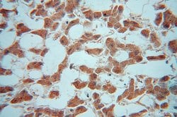 TRIM14 Rabbit anti-Human, Polyclonal, Proteintech 150 &mu;L; Unconjugated:Antibodies,