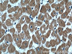 CLPB Rabbit anti-Human, Mouse, Rat, Polyclonal, Proteintech:Antibodies:Primary