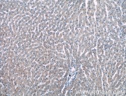 NMRAL1 Rabbit anti-Human, Mouse, Rat, Polyclonal, Proteintech 150 μL;
