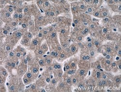 NMRAL1 Rabbit anti-Human, Mouse, Rat, Polyclonal, Proteintech 150 μL;
