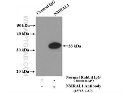 NMRAL1 Rabbit anti-Human, Mouse, Rat, Polyclonal, Proteintech 150 μL;