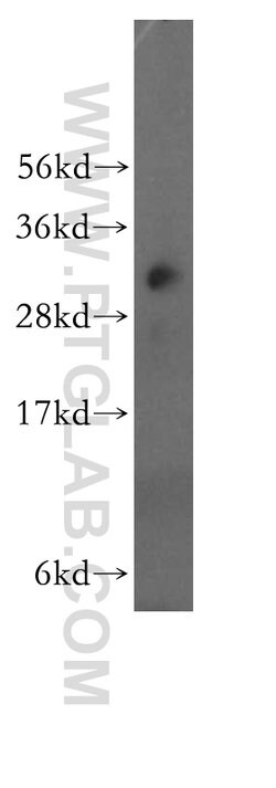 NMRAL1 Rabbit anti-Human, Mouse, Rat, Polyclonal, Proteintech 150 μL;