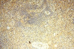 VAC14 Rabbit anti-Human, Mouse, Rat, Polyclonal, Proteintech 150 &mu;L;
