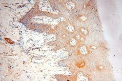 VAC14 Rabbit anti-Human, Mouse, Rat, Polyclonal, Proteintech 150 &mu;L;