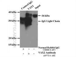 VAX2 Rabbit anti-Human, Mouse, Rat, Polyclonal, Proteintech 20 &mu;L; Unconjugated 