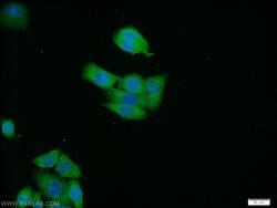 RAB3B Rabbit anti-Human, Mouse, Rat, Polyclonal, Proteintech:Antibodies:Primary