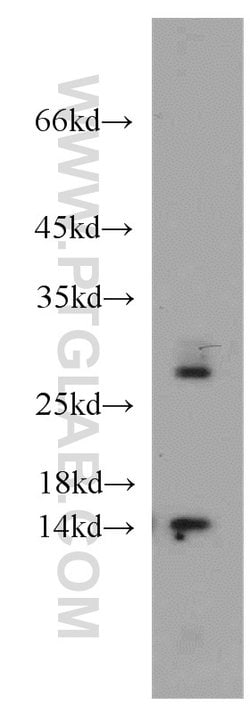 PIN4 Rabbit anti-Human, Mouse, Rat, Polyclonal, Proteintech 20 &mu;L; Unconjugated:Antibodies,