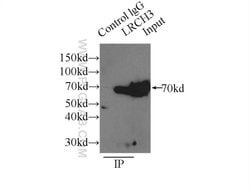 LRCH3 Rabbit anti-Human, Mouse, Rat, Polyclonal, Proteintech 150 &mu;L;