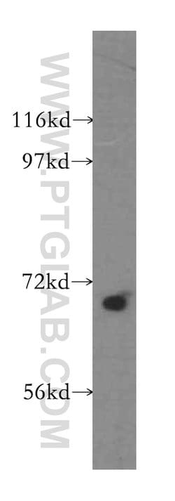 LRCH3 Rabbit anti-Human, Mouse, Rat, Polyclonal, Proteintech 150 &mu;L;