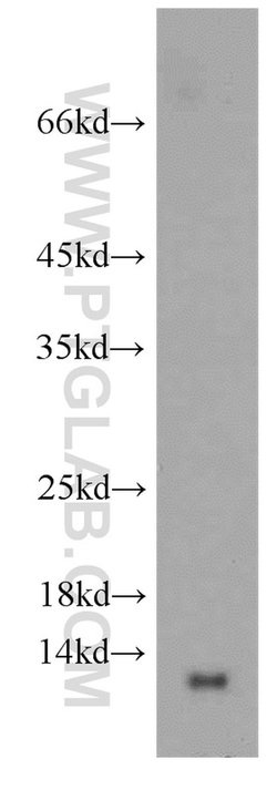 GLRX Rabbit anti-Human, Mouse, Rat, Polyclonal, Proteintech:Antibodies:Primary