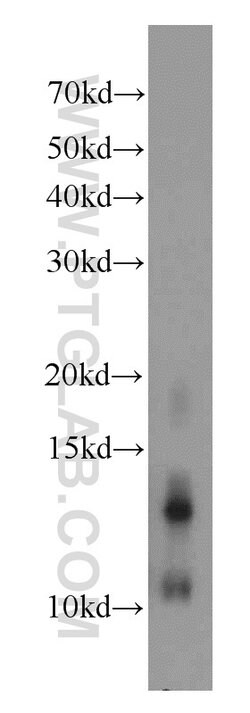 GLRX Rabbit anti-Human, Mouse, Rat, Polyclonal, Proteintech:Antibodies:Primary