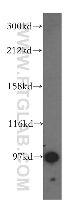 GRIPAP1 Rabbit anti-Human, Mouse, Rat, Polyclonal, Proteintech:Antibodies:Primary