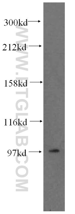 GRIPAP1 Rabbit anti-Human, Mouse, Rat, Polyclonal, Proteintech:Antibodies:Primary