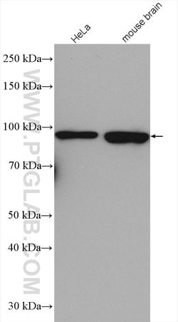 GRIPAP1 Rabbit anti-Human, Mouse, Rat, Polyclonal, Proteintech:Antibodies:Primary