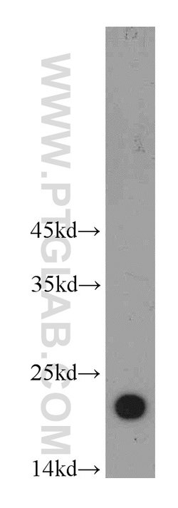 Alpha B Crystallin Rabbit anti-Human, Mouse, Rat, Polyclonal, Proteintech:Antibodies:Primary