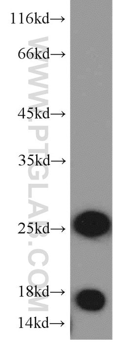 MYL1 Rabbit anti-Human, Mouse, Rat, Polyclonal, Proteintech 150 &mu;L;